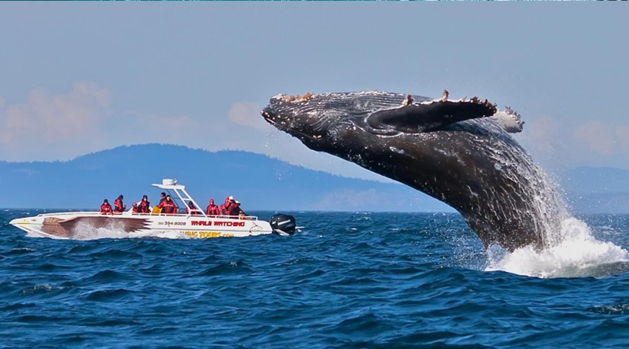 Whale Watching - Gallery Image 1