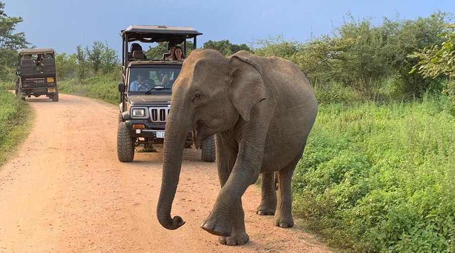 Wild Safari - Gallery Image 2