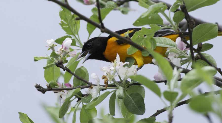 Bird Watching - Gallery Image 3