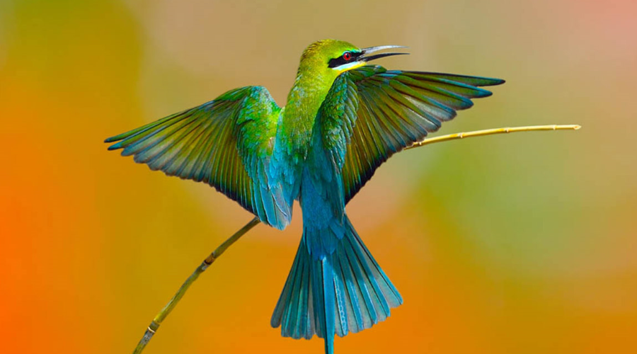 Bird Watching - Gallery Image 2