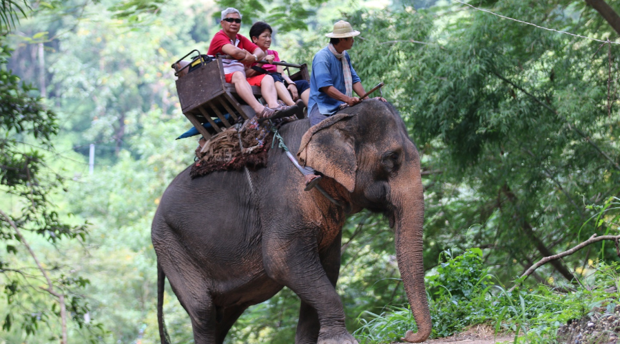 Elephant Back Ride - Gallery Image 1