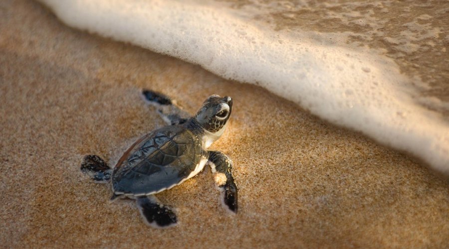 Sea Turtle Hatchery - Gallery Image 3