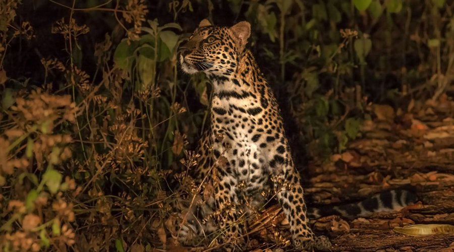 Wild Safari - Gallery Image 3