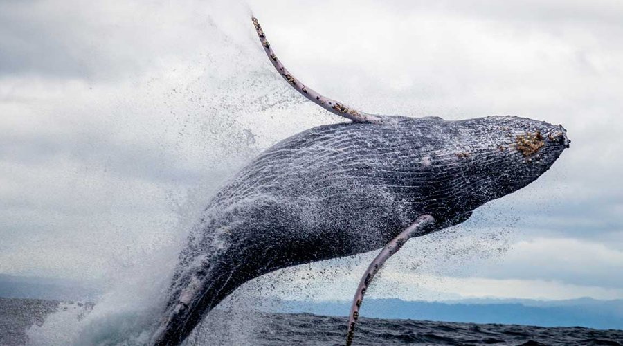 Whale Watching - Gallery Image 2