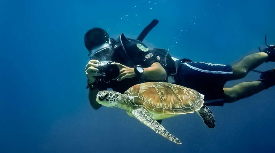 Diving and Snokerelling - Gallery Image 3