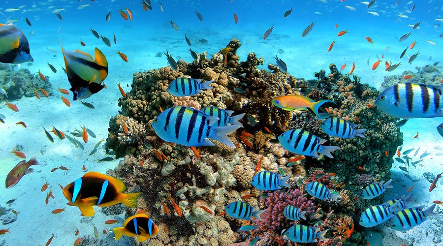 Diving and Snokerelling - Gallery Image 1