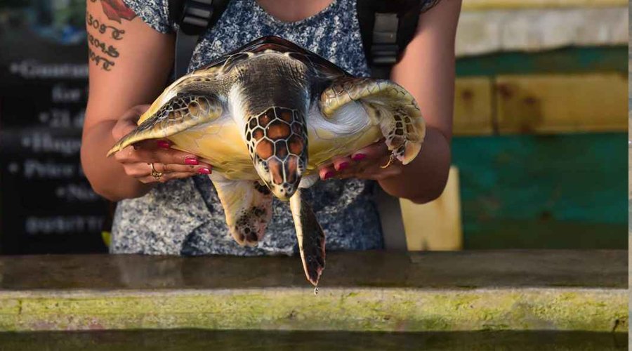 Sea Turtle Hatchery - Gallery Image 2