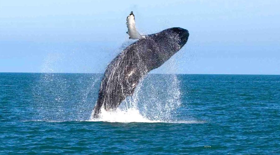 Whale Watching - Gallery Image 3