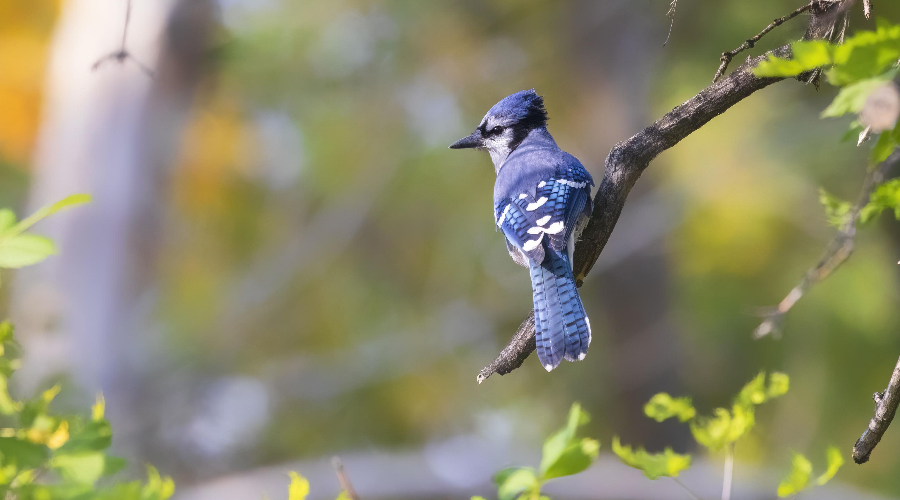 Bird Watching - Gallery Image 1