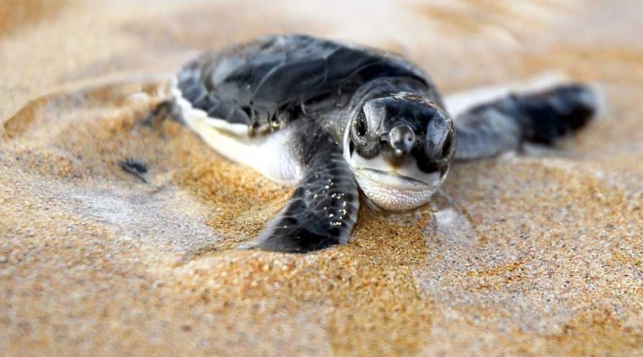 Sea Turtle Hatchery - Gallery Image 1