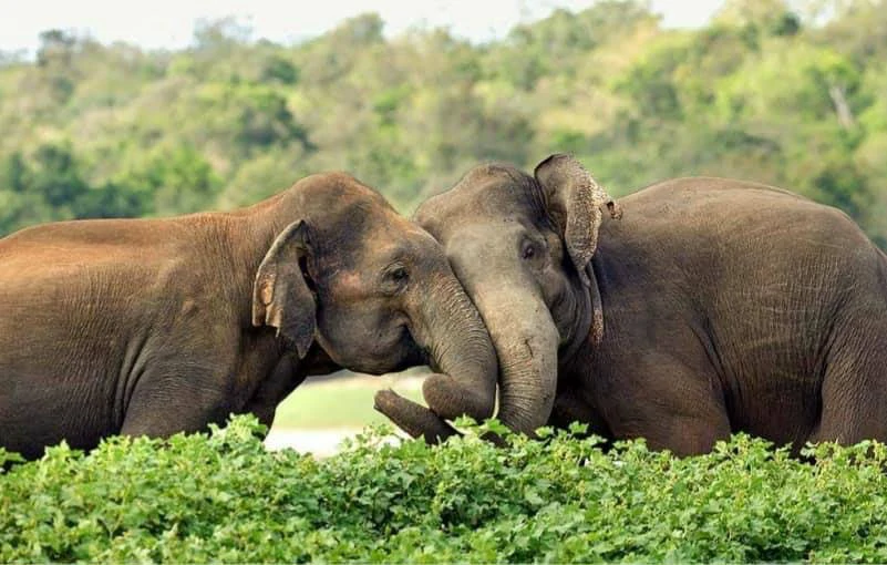 Udawalawe National Park - Gallery Image 3