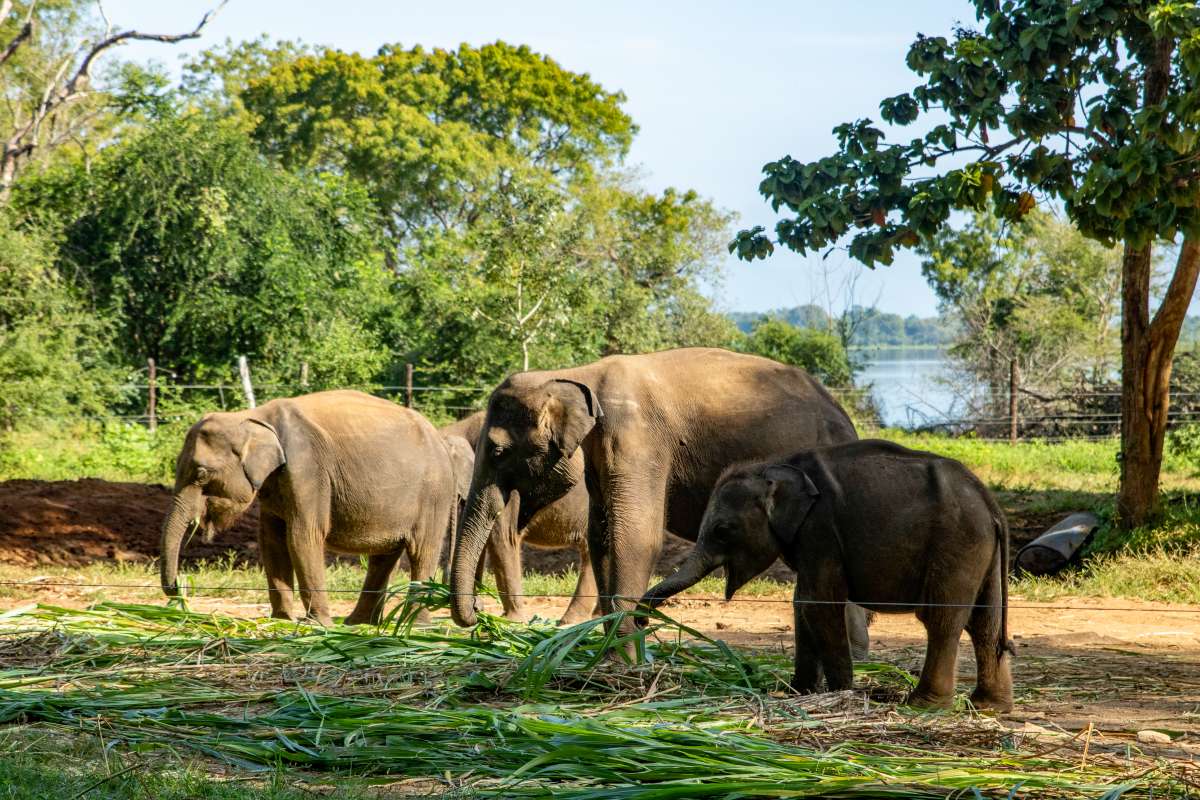 Udawalawe National Park - Gallery Image 2