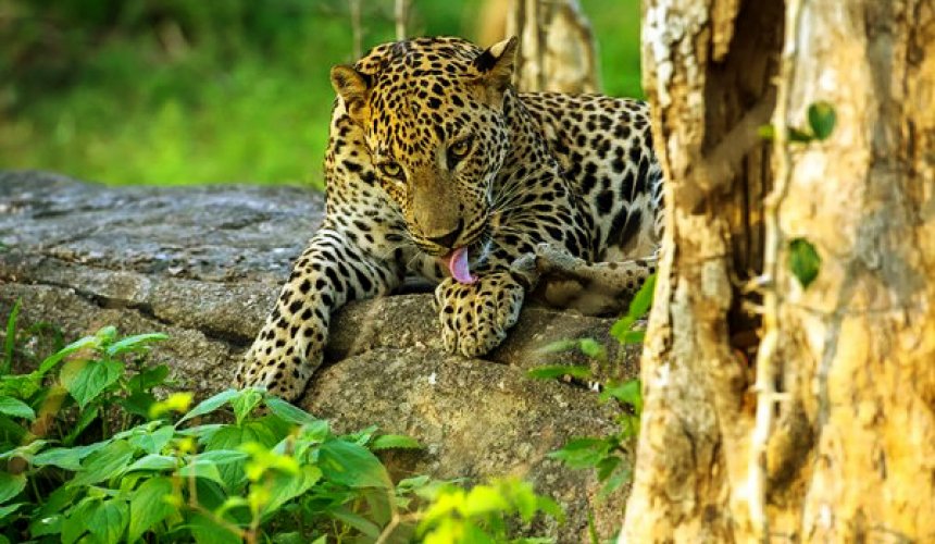 Udawalawe National Park - Gallery Image 1