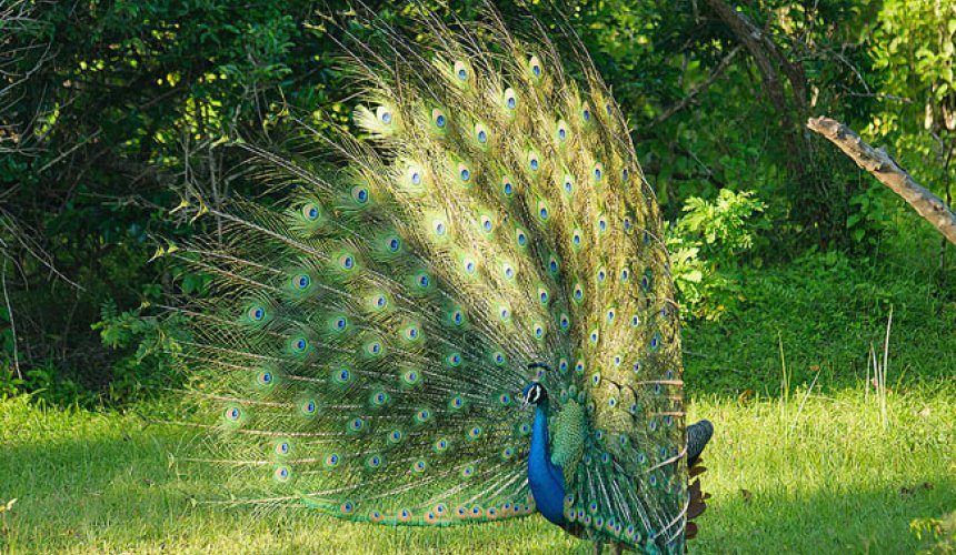 Yala National Park - Gallery Image 3