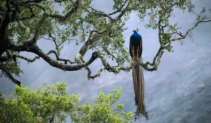 Sinharaja Forest Reserve - Gallery Image 1