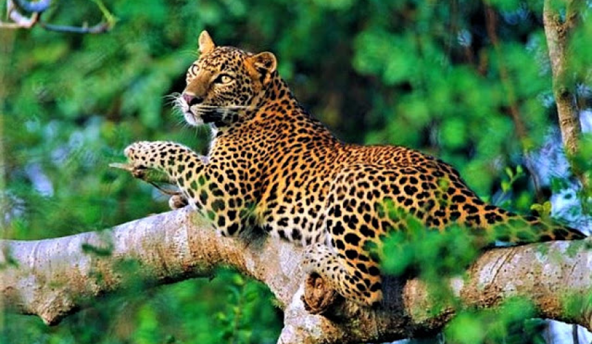 Sinharaja Forest Reserve - Gallery Image 3