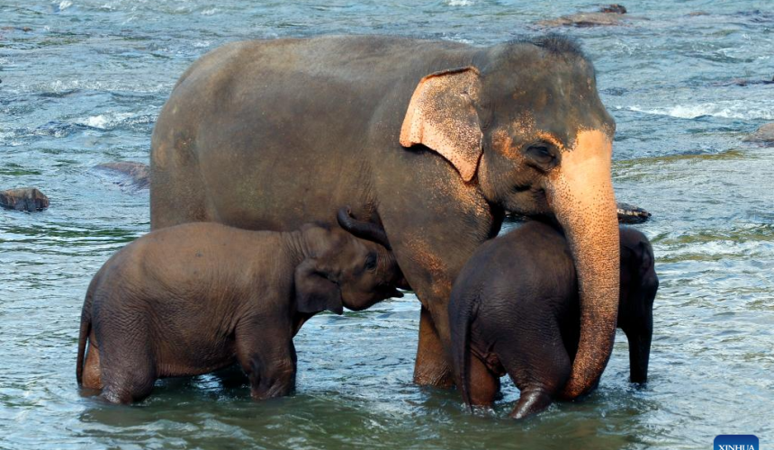 Pinnawala Elephant Orphanage - Gallery Image 2