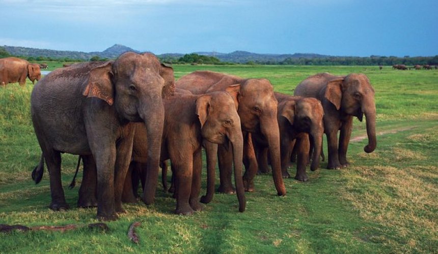 Pinnawala Elephant Orphanage - Gallery Image 1