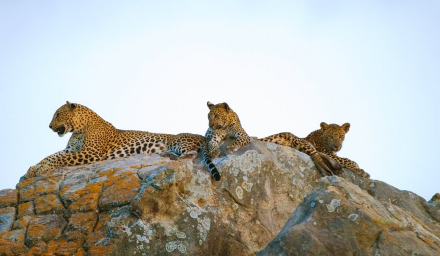 Yala National Park - Gallery Image 1