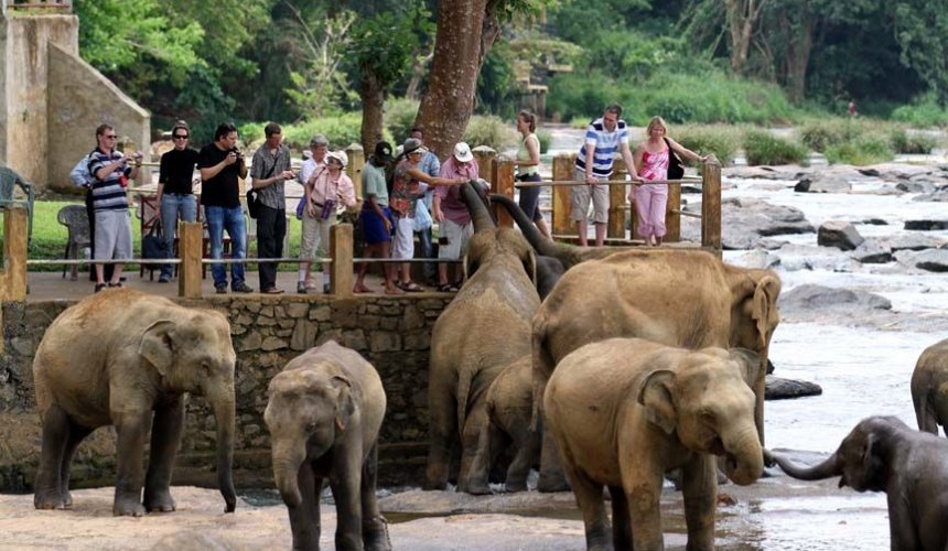 Pinnawala Elephant Orphanage - Gallery Image 4