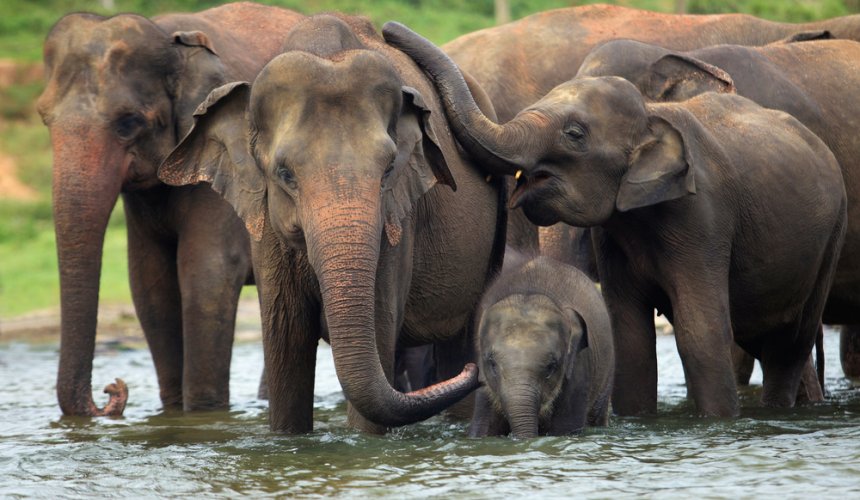 Pinnawala Elephant Orphanage - Gallery Image 3