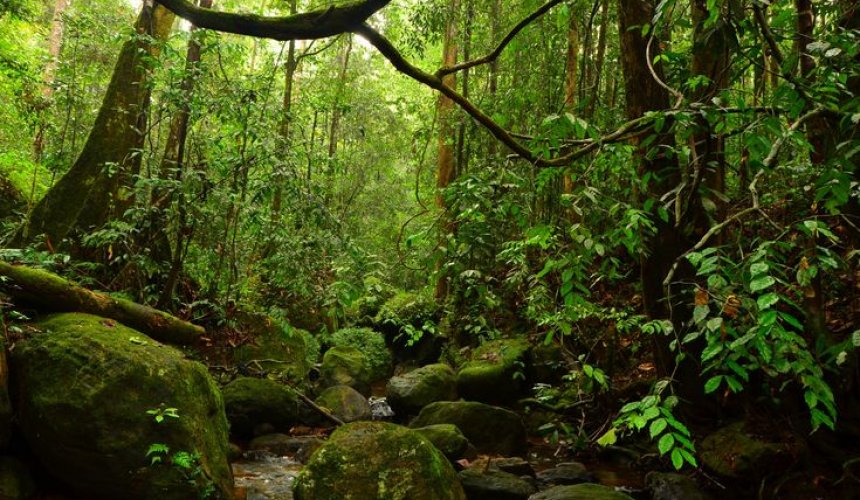 Sinharaja Forest Reserve - Gallery Image 2