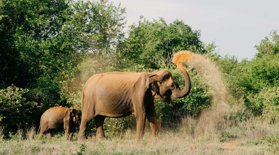 Wild Life - Photo 5