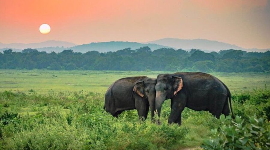 Wild Life - Photo 9