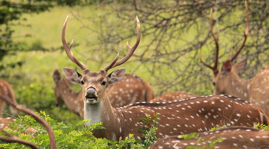 Wild Life - Photo 6