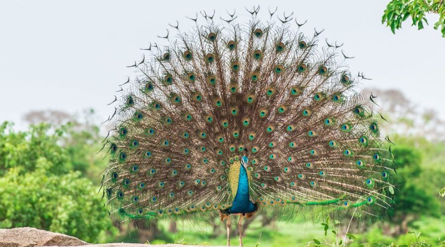 Wild Life - Photo 2