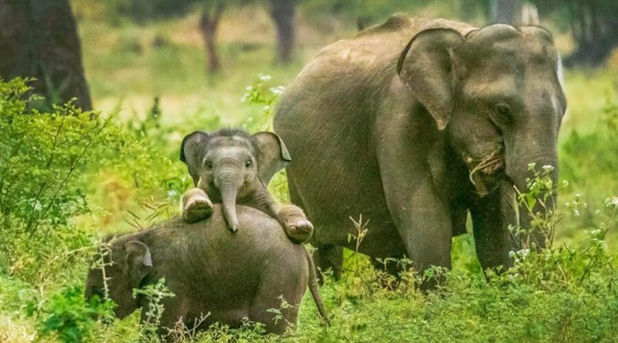 Wild Life - Photo 1