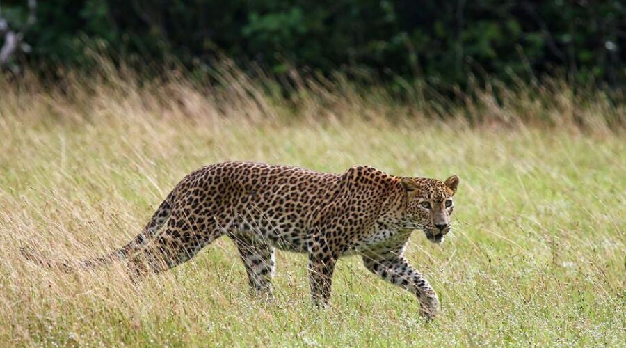 Wild Life - Photo 12