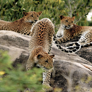 04 Day Experience - Go Lanka Tour