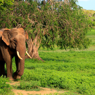 04 Day Experience - Go Lanka Tour