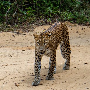 01 Day Experience - Go Lanka Tour