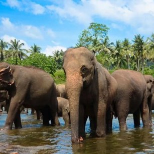 Sigiriya Day Tour Experience - Go Lanka Tour