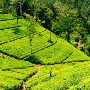 4 Day Experience - Go Lanka Tour