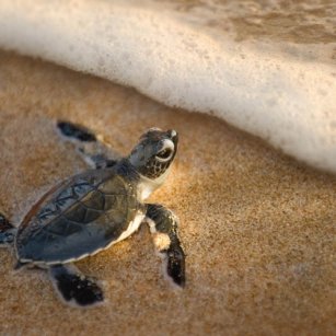 13 Day Experience - Go Lanka Tour