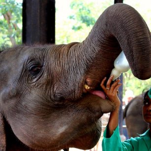 1 Day Experience - Go Lanka Tour