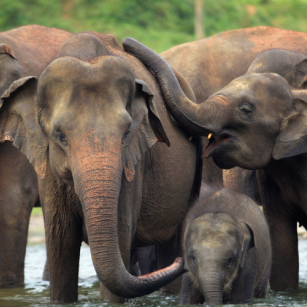 01 Day Experience - Go Lanka Tour