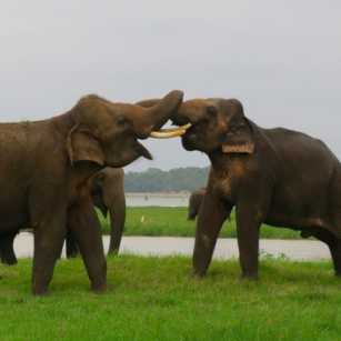 08 Day Experience - Go Lanka Tour